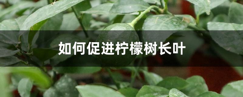 如何促进柠檬树长叶
