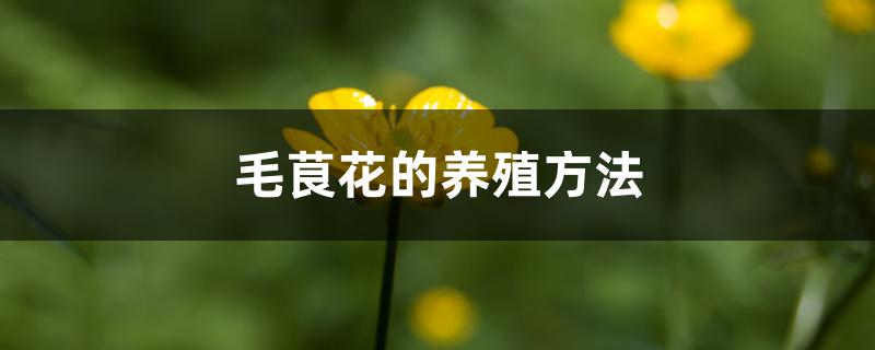 毛茛花的养殖方法 毛茛花的养殖方法
