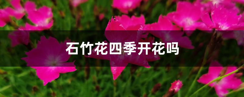 石竹花四季开花吗 石竹花四季开花吗