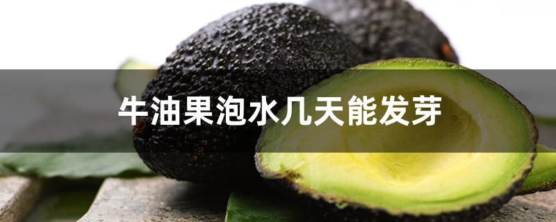 牛油果泡水几天能发芽 牛油果泡水几天能发芽
