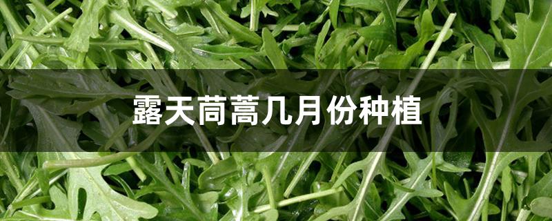 露天茼蒿几月份种植 露天茼蒿几月份种植