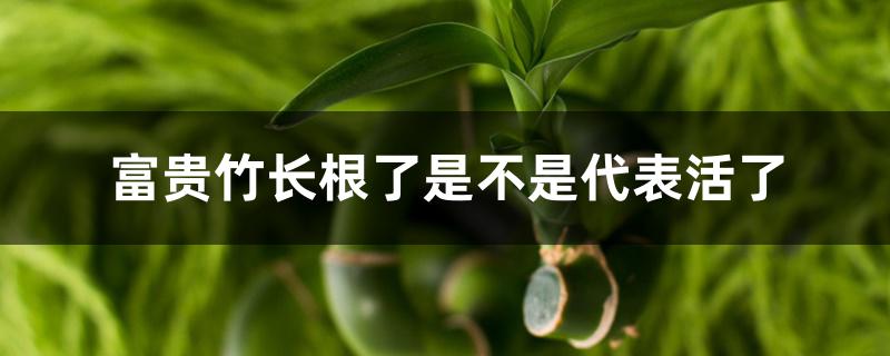 富贵竹长根了是不是代表活了 富贵竹长根了是不是代表活了