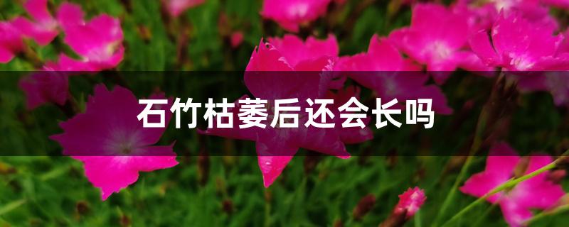 石竹枯萎后还会长吗 石竹枯萎后还会长吗