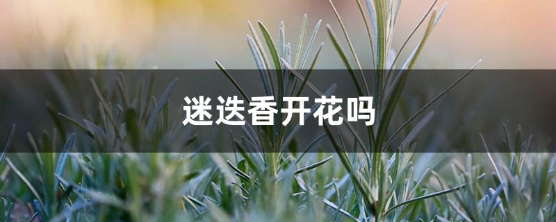 迷迭香开花吗 迷迭香开花吗