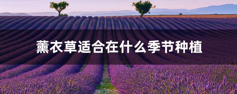薰衣草适合在什么季节种植 薰衣草适合在什么季节种植
