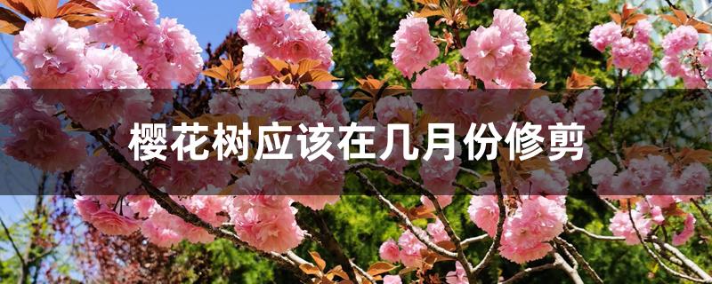 樱花树应该在几月份修剪 樱花树应该在几月份修剪