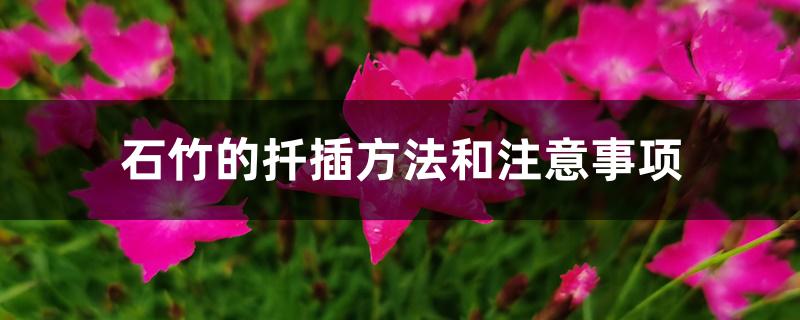 石竹的扦插方法和注意事项 石竹的扦插方法和注意事项