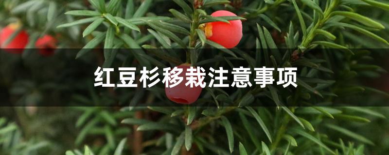 红豆杉移栽注意事项 红豆杉移栽注意事项