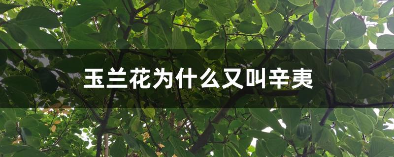 玉兰花为什么又叫辛夷 玉兰花为什么又叫辛夷