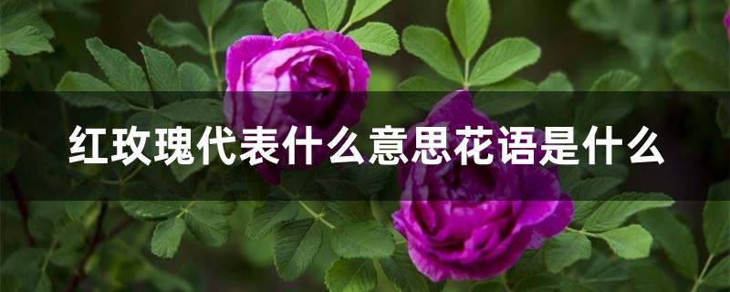 红玫瑰代表什么意思花语是什么 红玫瑰代表什么意思花语是什么
