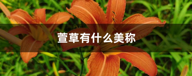 萱草有什么美称