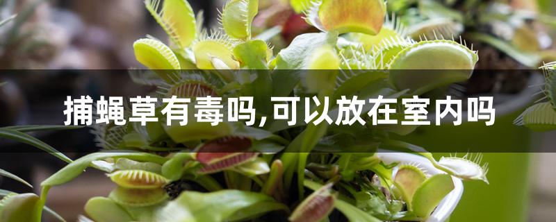 捕蝇草有毒吗,可以放在室内吗 捕蝇草有毒吗,可以放在室内吗