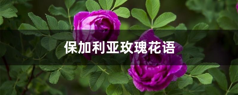 保加利亚玫瑰花语 保加利亚玫瑰花语
