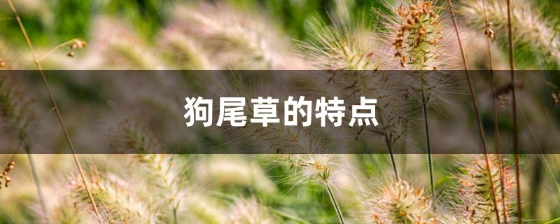 狗尾草的特点 狗尾草的特点