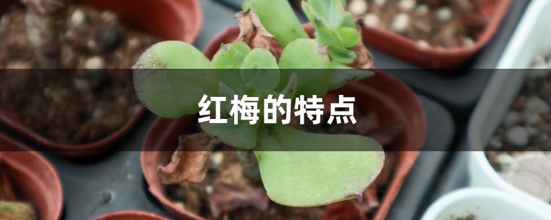 红梅的特点 红梅的特点