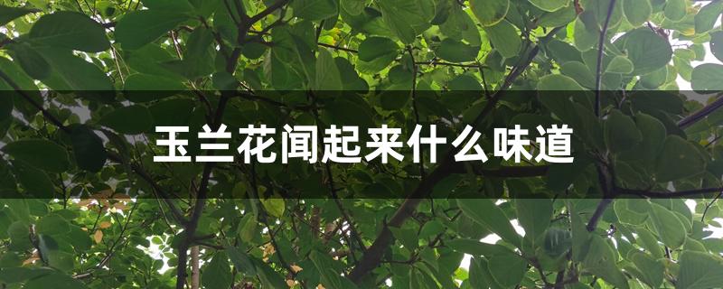 玉兰花闻起来什么味道 玉兰花闻起来什么味道