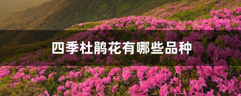 四季杜鹃花有哪些品种 四季杜鹃花有哪些品种