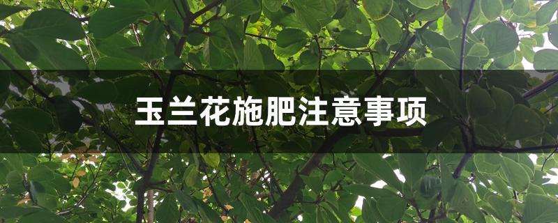 玉兰花施肥注意事项 玉兰花施肥注意事项