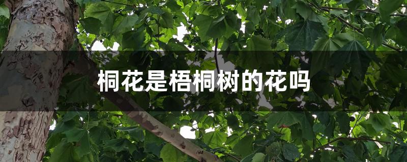 桐花是梧桐树的花吗 桐花是梧桐树的花吗