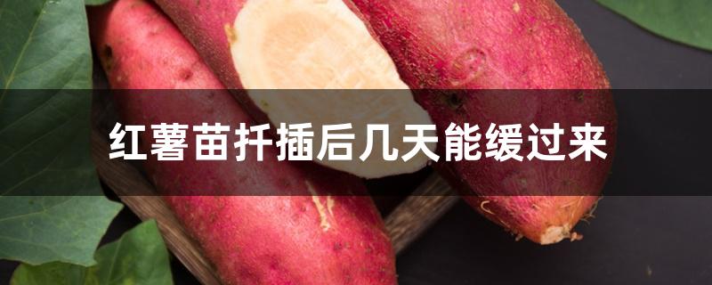 红薯苗扦插后几天能缓过来 红薯苗扦插后几天能缓过来