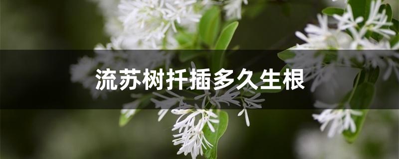 流苏树扦插多久生根 流苏树扦插多久生根