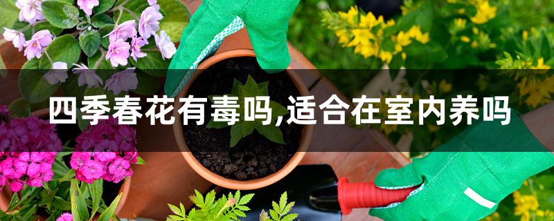 四季春花有毒吗,适合在室内养吗 四季春花有毒吗,适合在室内养吗