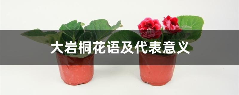 大岩桐花语及代表意义 大岩桐花语及代表意义