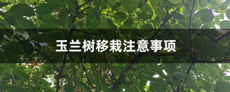玉兰树移栽注意事项 玉兰树移栽注意事项