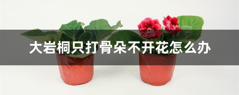 大岩桐只打骨朵不开花怎么办 大岩桐只打骨朵不开花怎么办