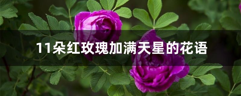 11朵红玫瑰加满天星的花语 11朵红玫瑰加满天星的花语