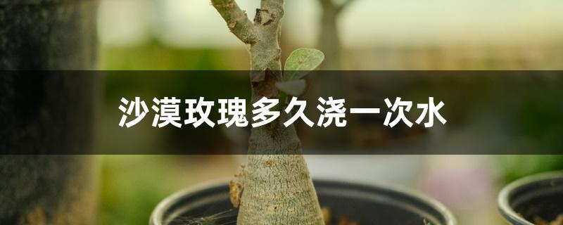 沙漠玫瑰多久浇一次水 沙漠玫瑰多久浇一次水