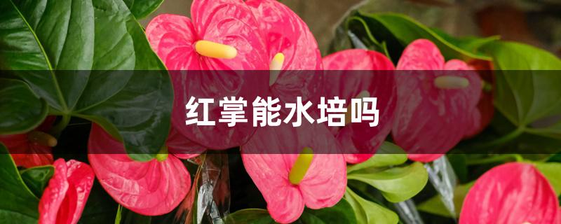 红掌能水培吗 红掌能水培吗