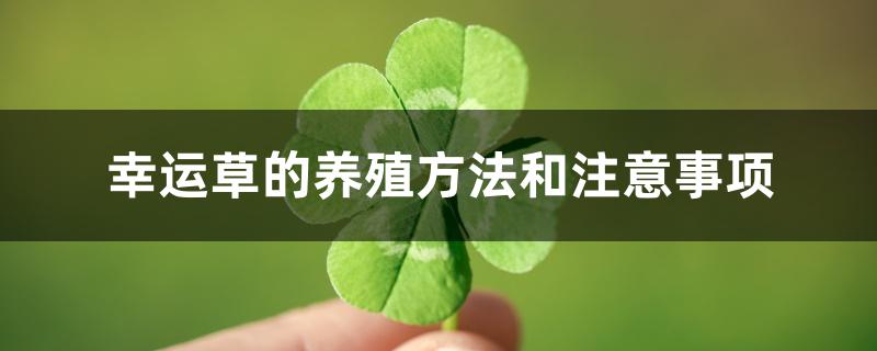 幸运草的养殖方法和注意事项