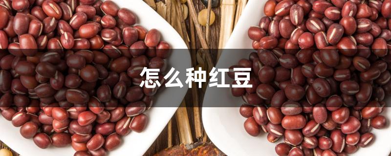 怎么种红豆 怎么种红豆