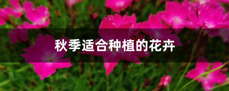 秋季适合种植的花卉 秋季适合种植的花卉
