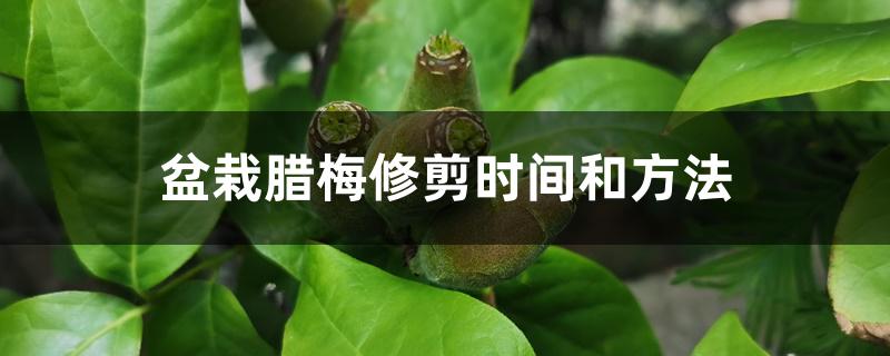 盆栽腊梅修剪时间和方法 盆栽腊梅修剪时间和方法