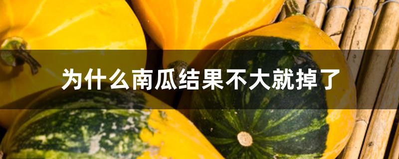 为什么南瓜结果不大就掉了 为什么南瓜结果不大就掉了