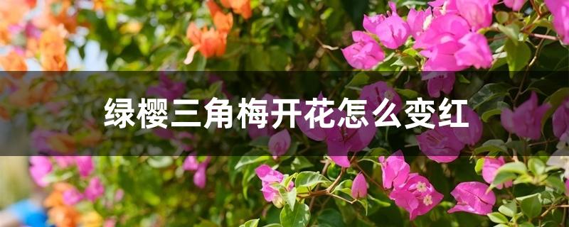 绿樱三角梅开花怎么变红