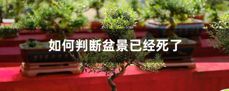 如何判断盆景已经死了 如何判断盆景已经死了