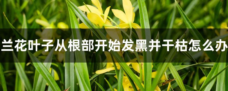 兰花叶子从根部开始发黑并干枯怎么办 兰花叶子从根部开始发黑并干枯怎么办