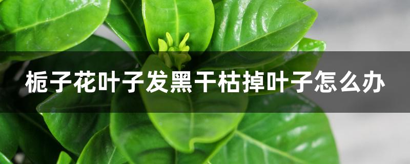 栀子花叶子发黑干枯掉叶子怎么办 栀子花叶子发黑干枯掉叶子怎么办