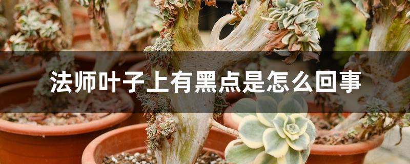 法师叶子上有黑点是怎么回事