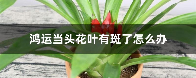 鸿运当头花叶有斑了怎么办 鸿运当头花叶有斑了怎么办