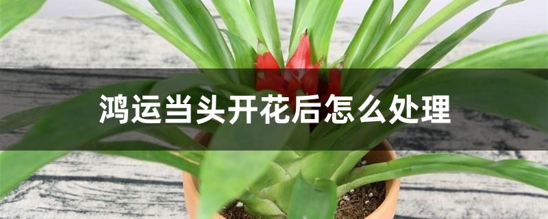 鸿运当头开花后怎么处理 鸿运当头开花后怎么处理