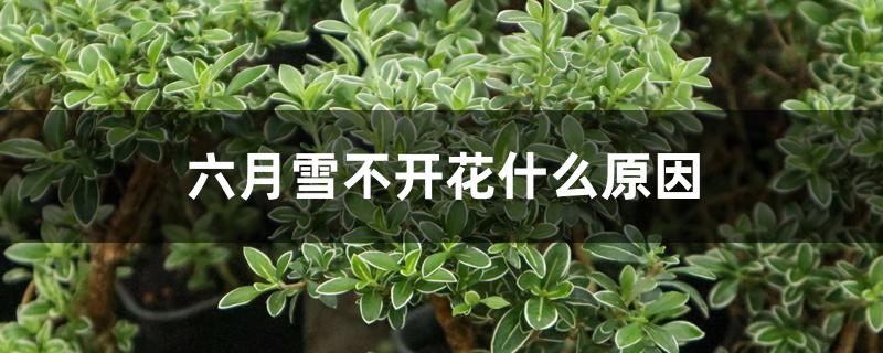 六月雪不开花什么原因 六月雪不开花什么原因