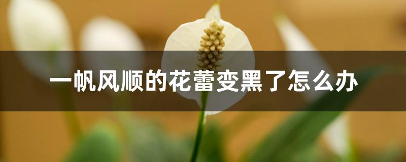 一帆风顺的花蕾变黑了怎么办 一帆风顺的花蕾变黑了怎么办