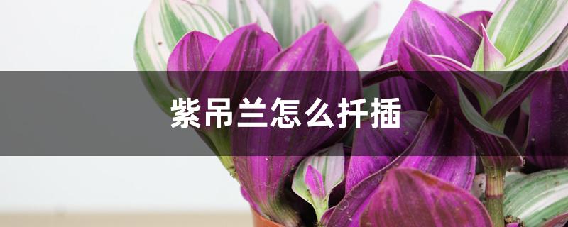 紫吊兰怎么扦插 紫吊兰怎么扦插