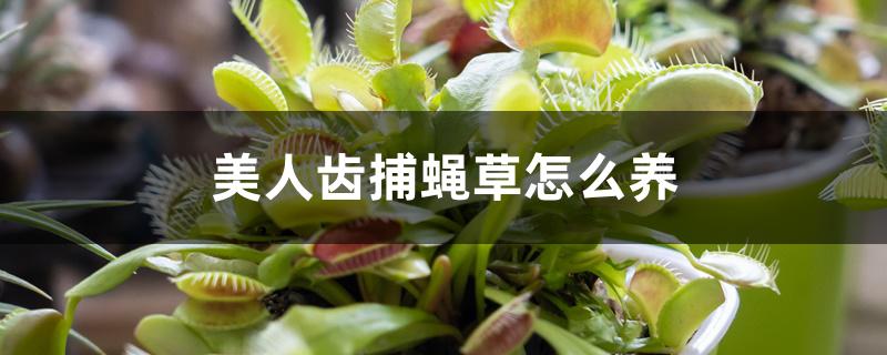 美人齿捕蝇草怎么养 美人齿捕蝇草怎么养