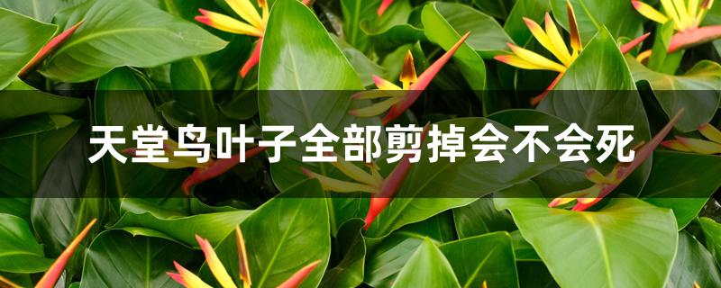 天堂鸟叶子全部剪掉会不会死 天堂鸟叶子全部剪掉会不会死