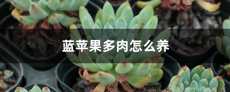 蓝苹果多肉怎么养 蓝苹果多肉怎么养
